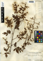 Serjania atrolineata C. Wright, Guatemala, C. L. Lundell 2115, F